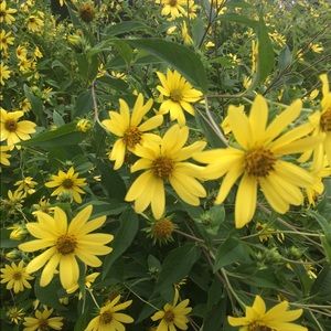 Meet your Posher, Phyllis